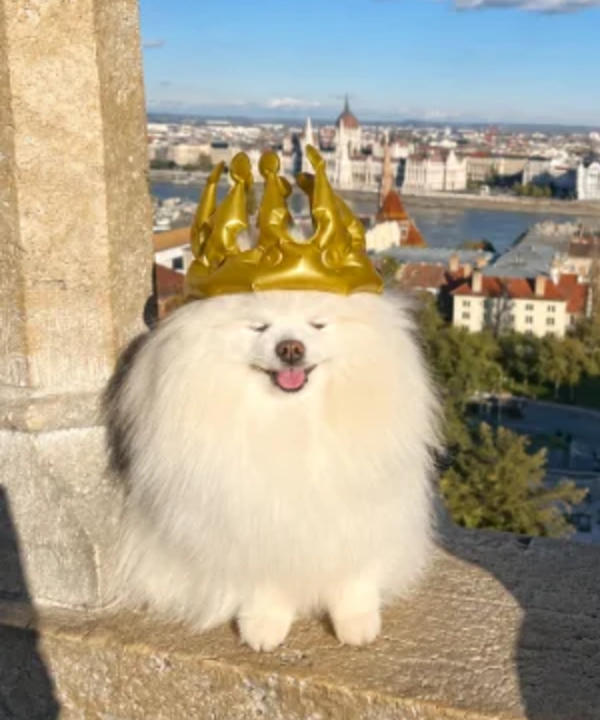 Ben com uma coroa dourada em Budapeste