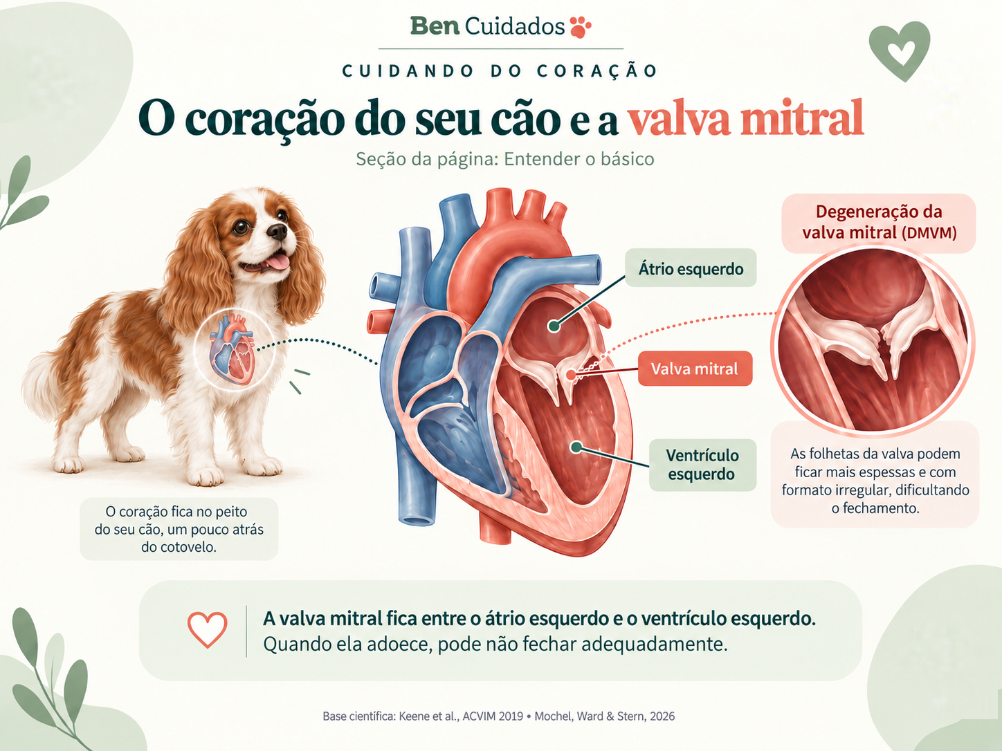 Infográfico: o coração do cão e a valva mitral, com átrio esquerdo, ventrículo esquerdo e um detalhe da degeneração da valva