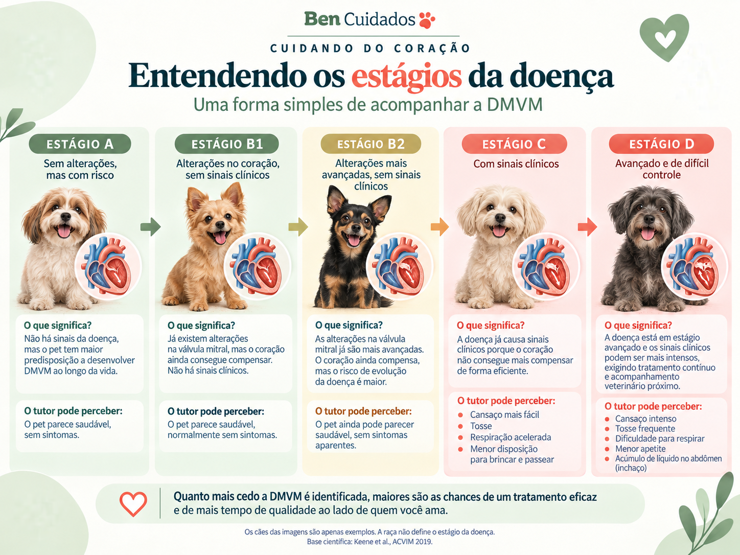 Infográfico: os estágios A, B1, B2, C e D da DMVM, com o que cada um significa e o que o tutor pode perceber