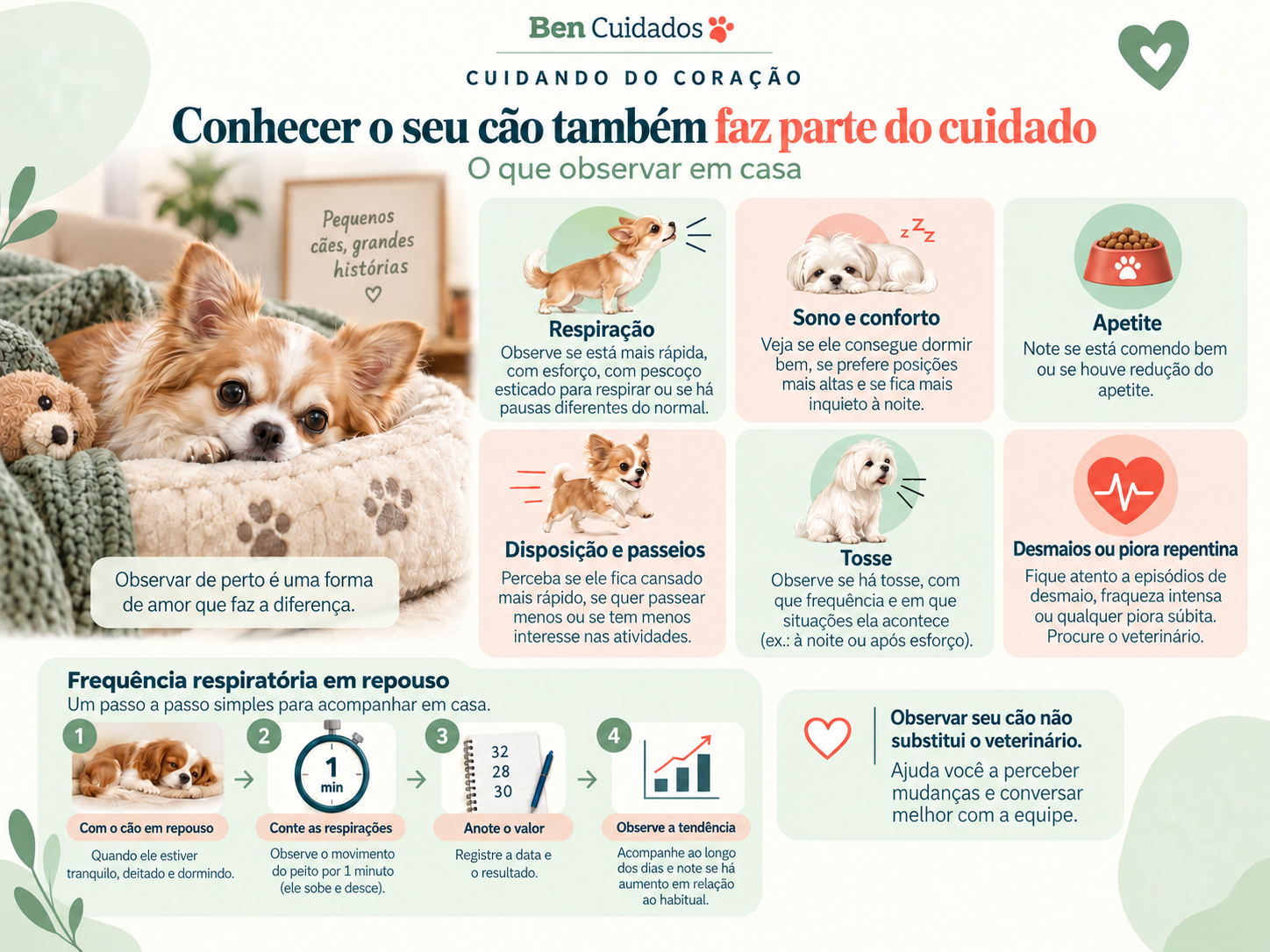 Infográfico: o que observar em casa — respiração, sono e conforto, apetite, disposição e passeios, tosse, desmaios — e o passo a passo da frequência respiratória em repouso