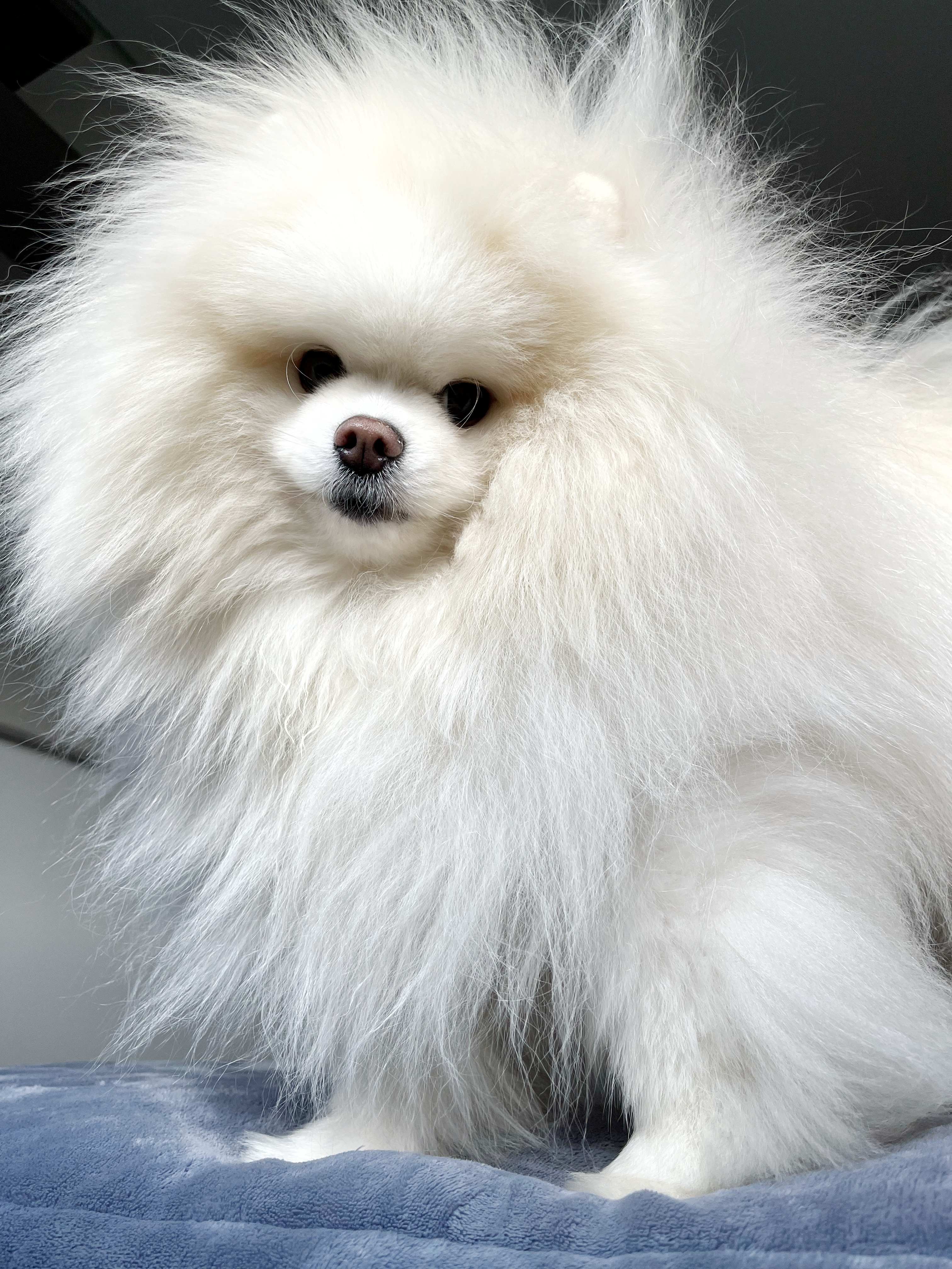 Benjamin, lulu da Pomerânia branco, deitado sobre uma manta